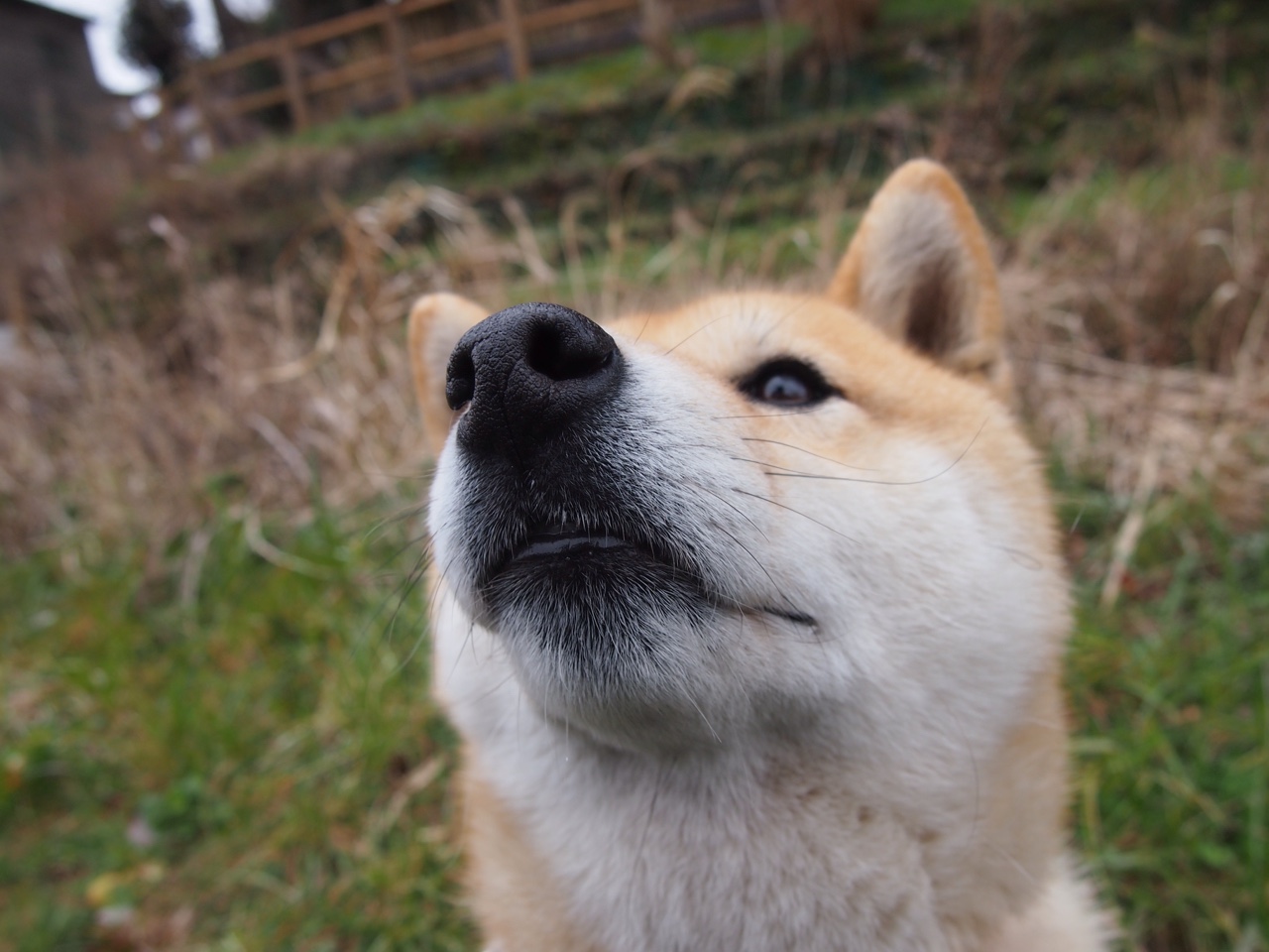 开云平台-加拿大主帅：输给塞内加尔太正常了，他们配得上胜利，加拿大选手